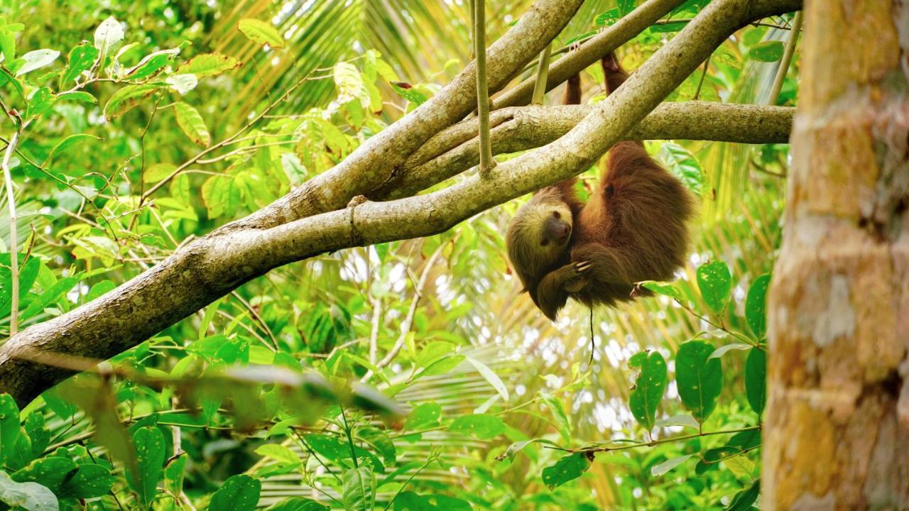 Posada Nena Caribe Puerto Viejo de Talamanca Kültér fotó