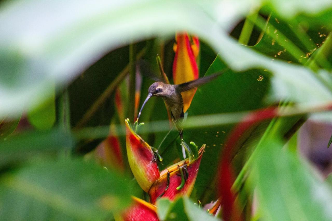 Posada Nena Caribe Puerto Viejo de Talamanca Kültér fotó