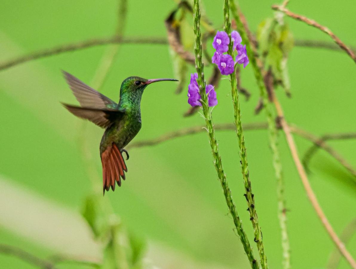 Posada Nena Caribe Puerto Viejo de Talamanca Kültér fotó