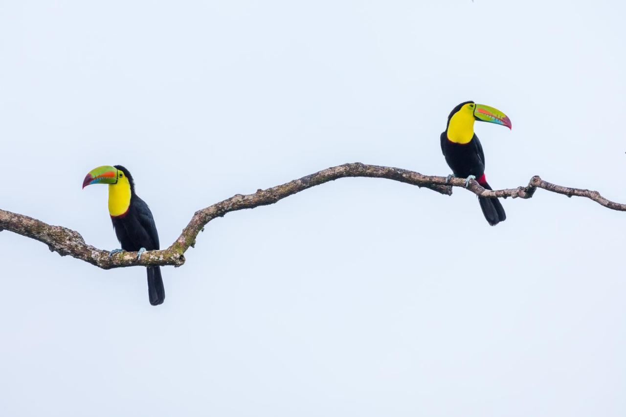 Posada Nena Caribe Puerto Viejo de Talamanca Kültér fotó