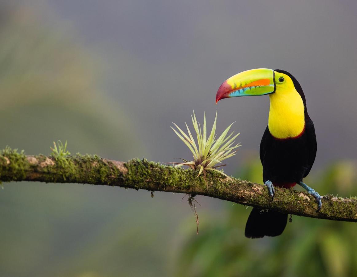 Posada Nena Caribe Puerto Viejo de Talamanca Kültér fotó